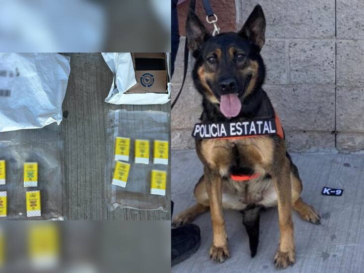 Binomios K-9 de la Policía Estatal localizan sustancia prohibida en paquetería