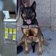 Binomios K-9 de la Policía Estatal localizan sustancia prohibida en paquetería