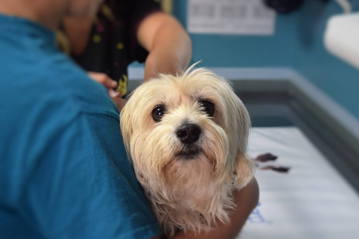 Listos 20 perritos para ser adoptados en centro de atención en Hermosillo