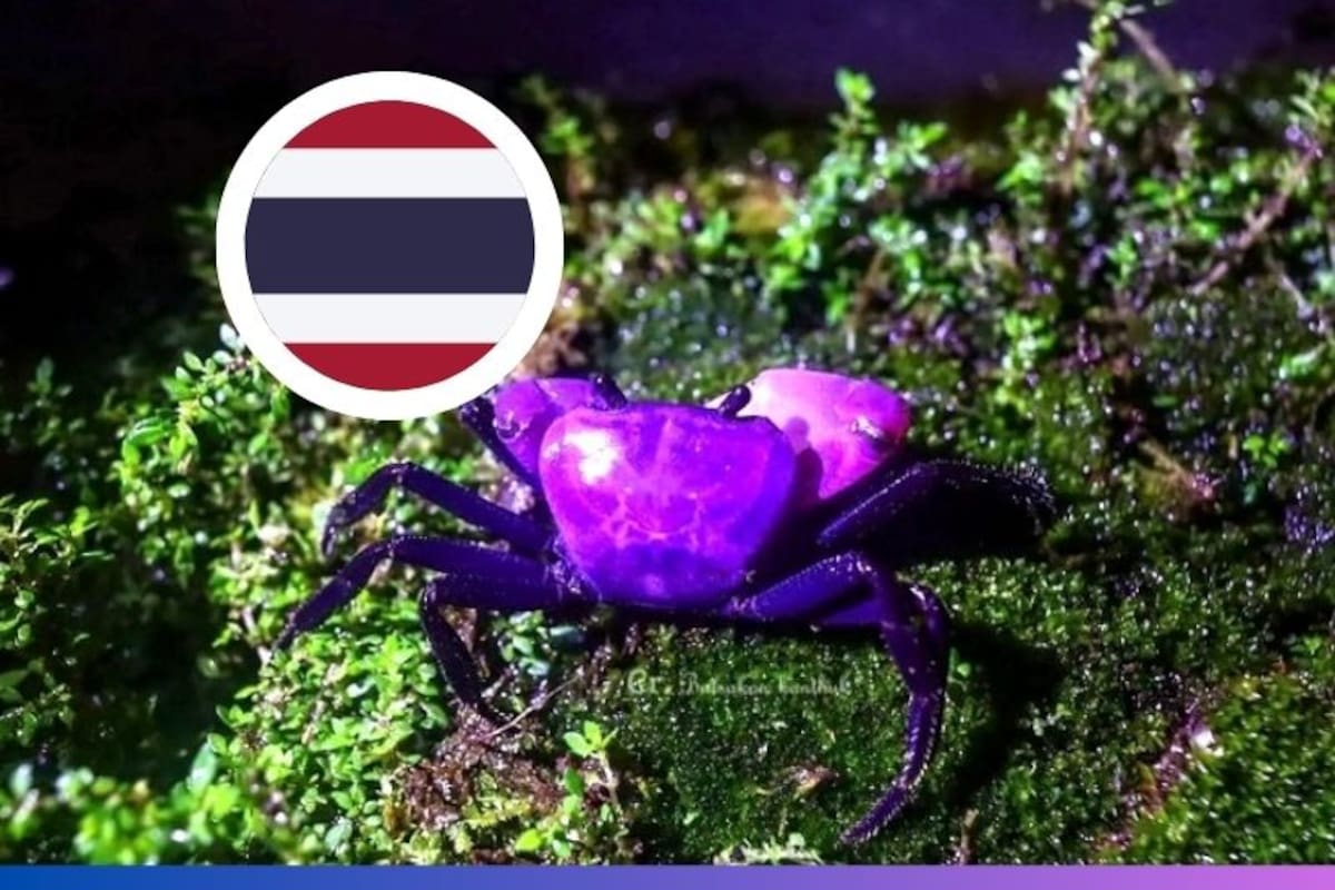 Extraño avistamiento de un cangrejo púrpura en Tailandia