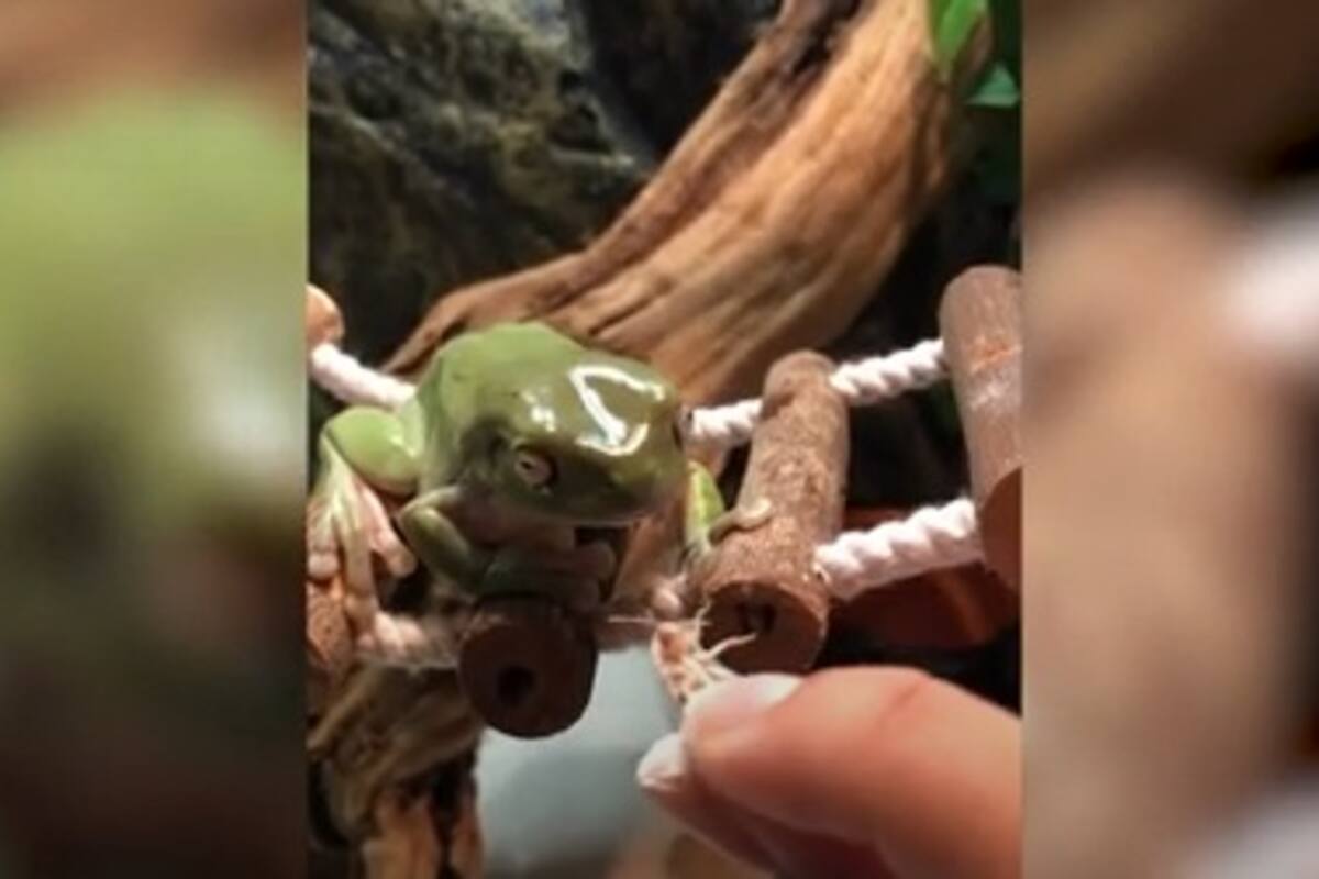 Rana 'ataca' a su dueña por insistir con comida; el video se vuelve viral