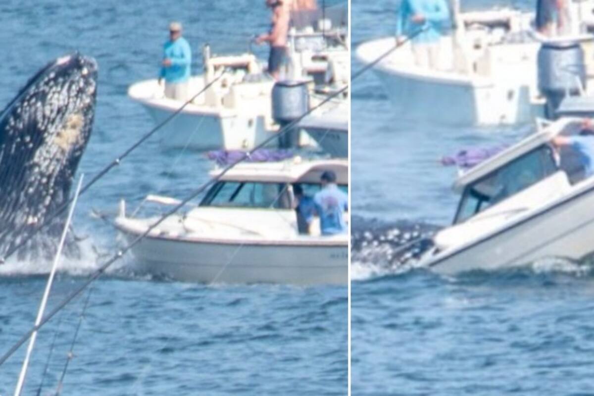 VIDEO: Ballena salta sobre un barco pequeño en Massachusetts