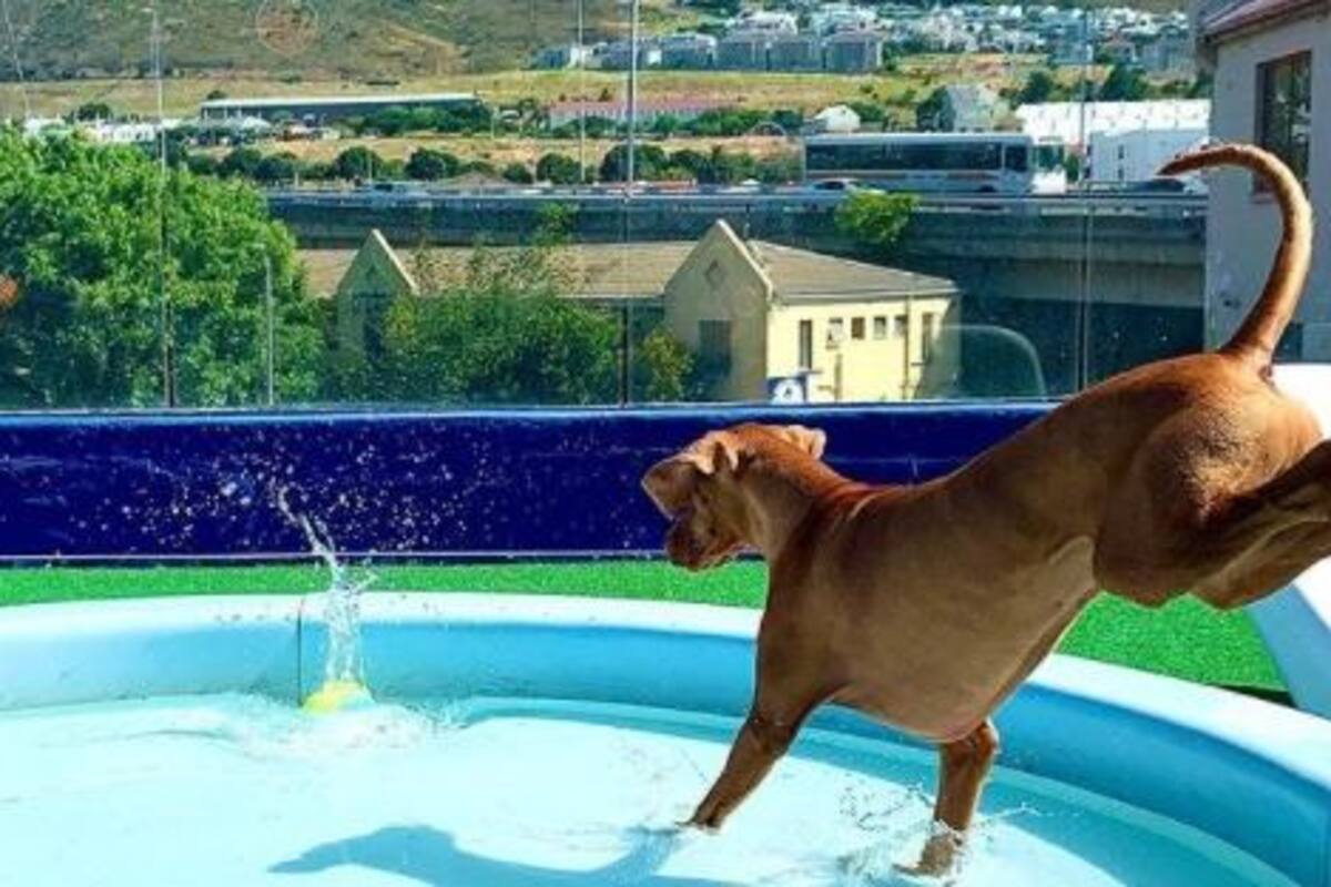 Existe hotel 6 estrellas para perros