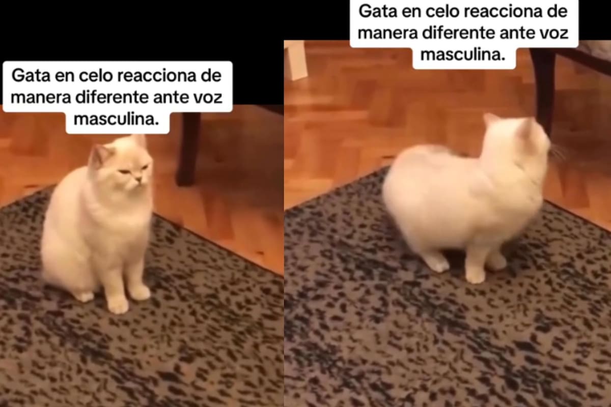 Gata en periodo de celo reacciona de forma distinta ante una voz masculina