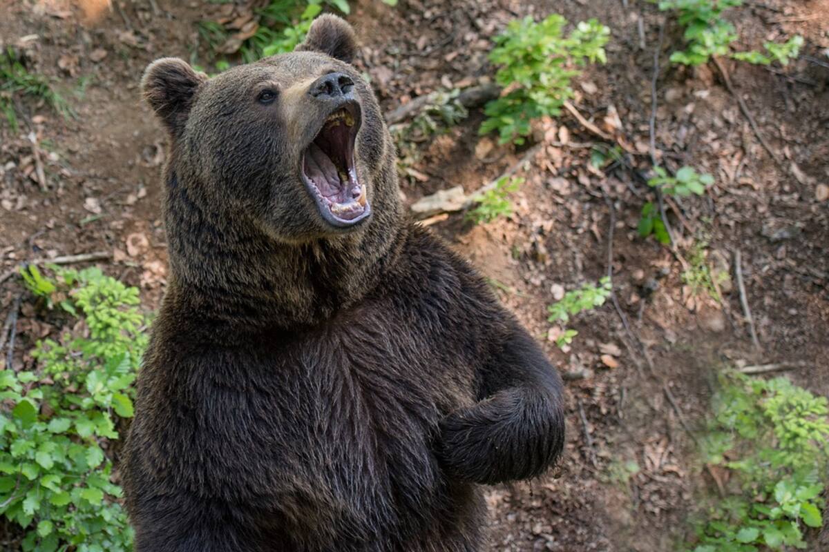 ¿Cómo fue que una mujer de 84 años de edad logró ahuyentar a un oso que la atacó? Aquí te lo informamos
