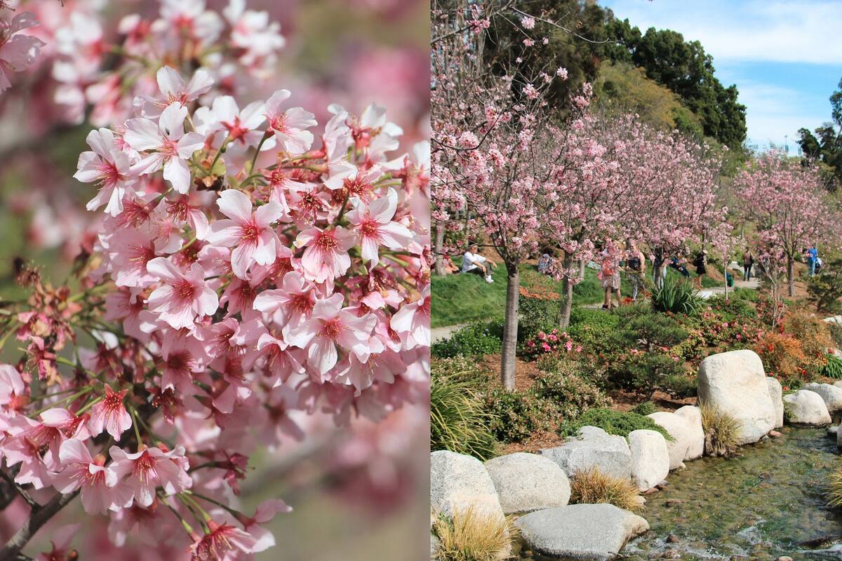 Regresa festival Cherry Blossom a Parque Balboa