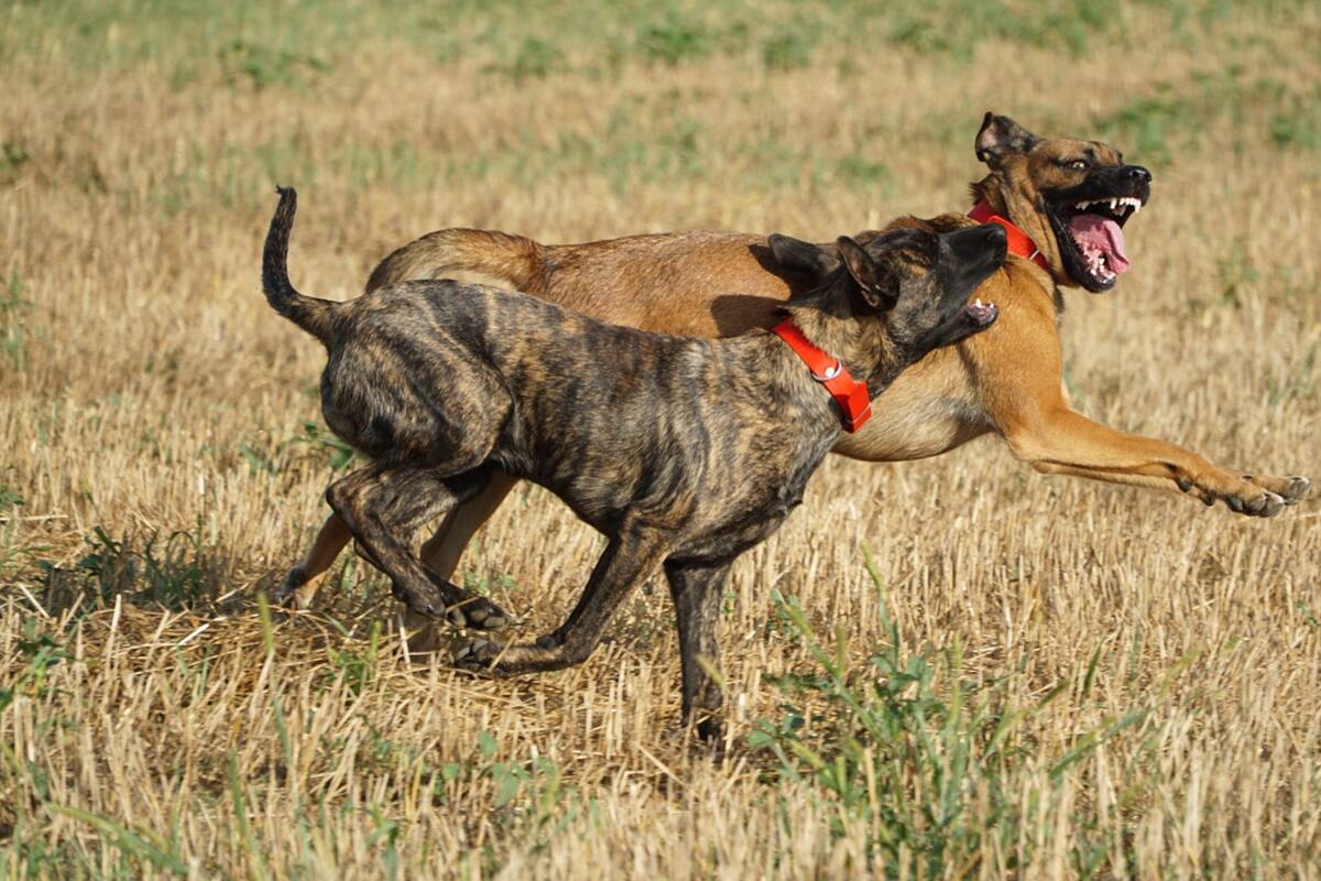 Aumentan 13% víctimas de ataques de perros en BC