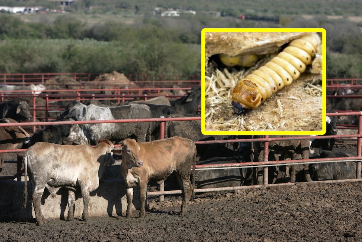 El USDA cerró la frontera con México para las importaciones de ganado vivo, caballos y bisontes a partir del 11 de mayo, debido a la presencia de gusano barrenador del ganado.