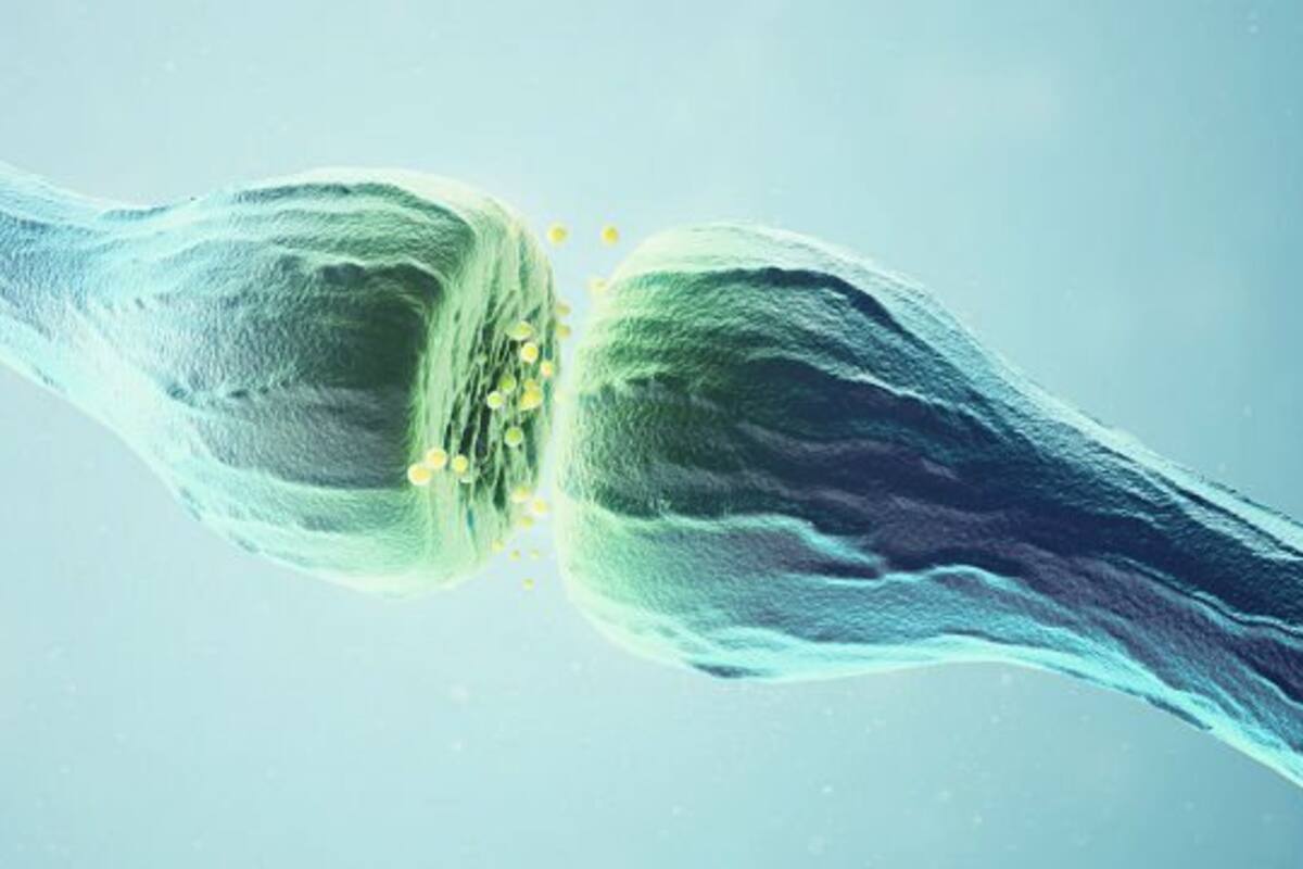 Así el estrés reestructura el cerebro