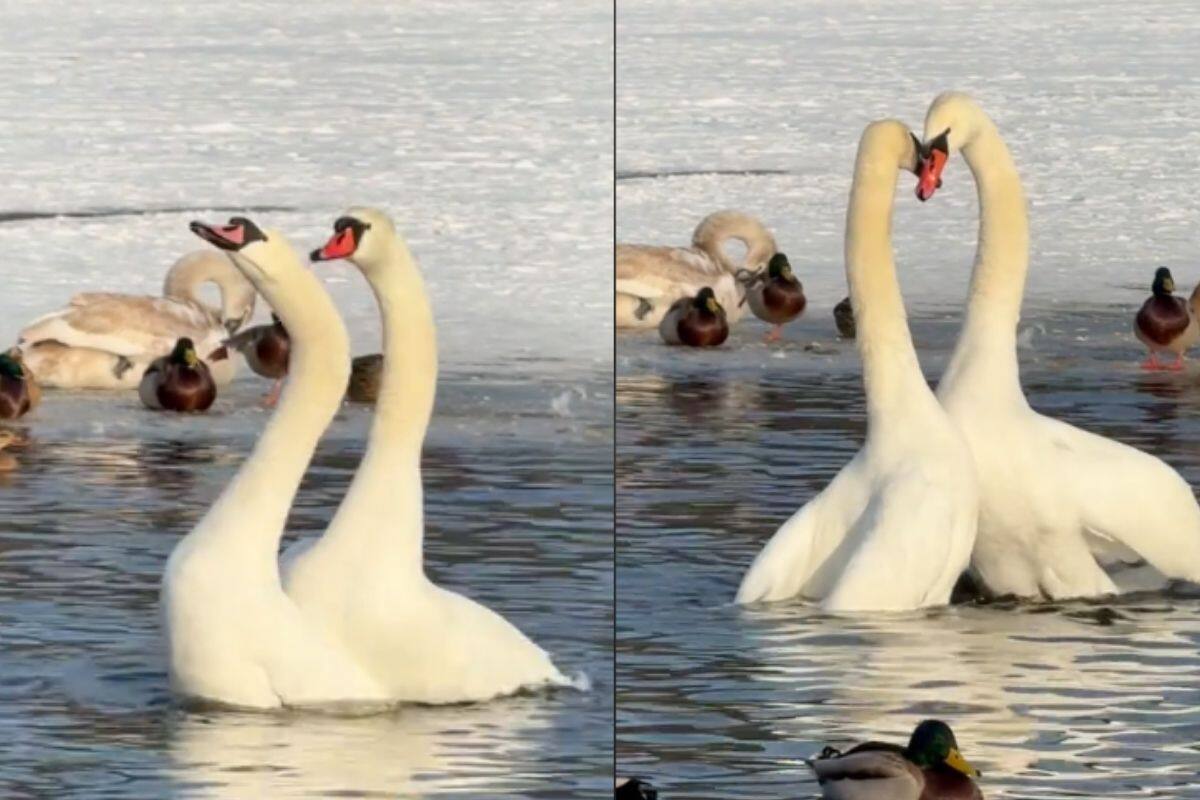 Fotógrafo capta a dos cisnes cortejándose y se vuelve viral en redes sociales
