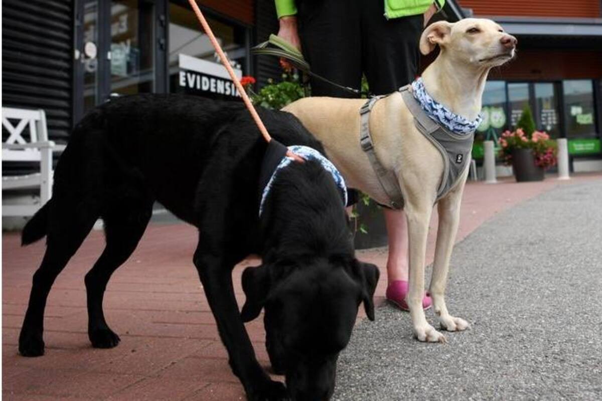 El Heat utilizará perros que detectan coronavirus en su arena