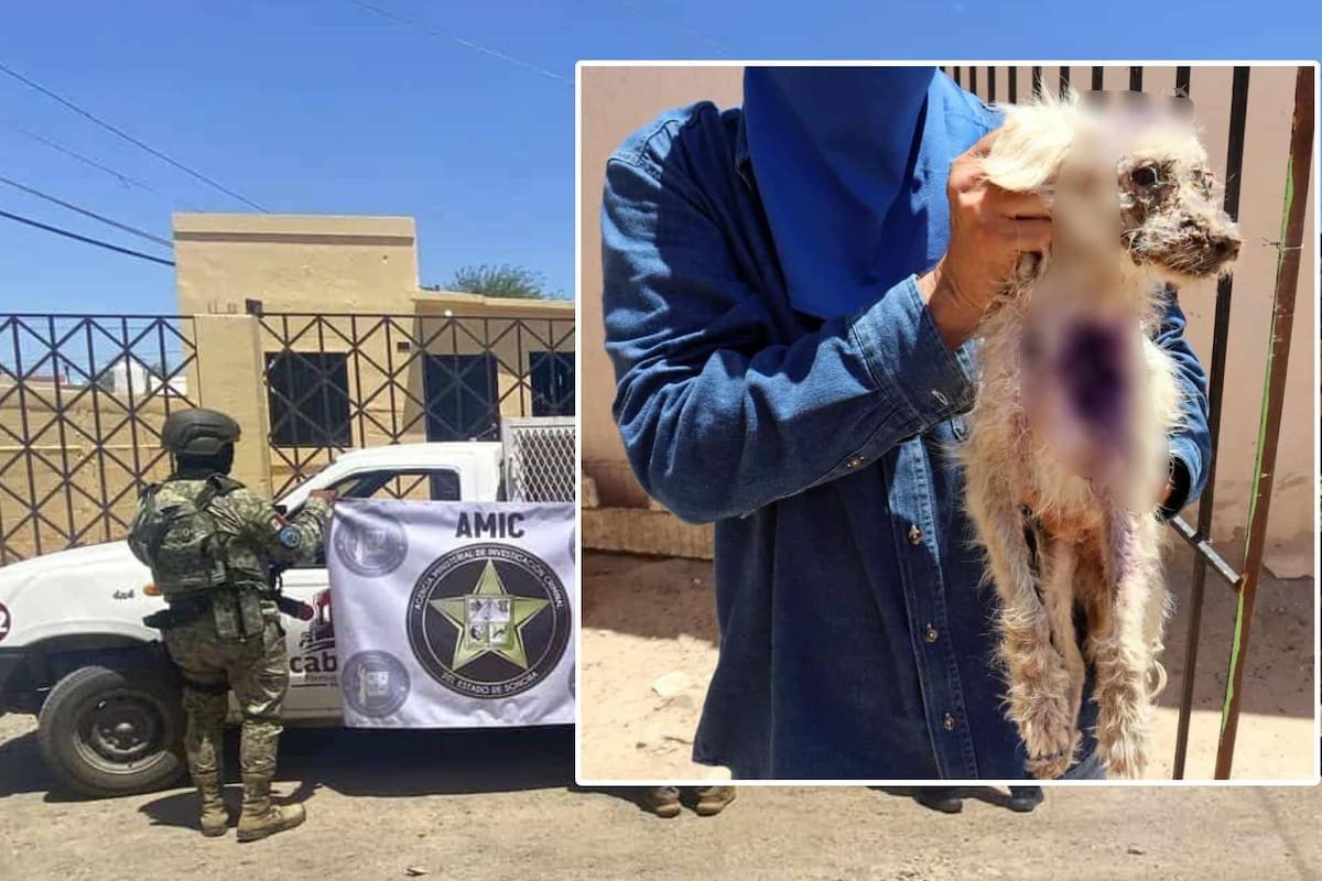 Rescatan en Caborca a un Poodle con fuertes marcas de maltrato