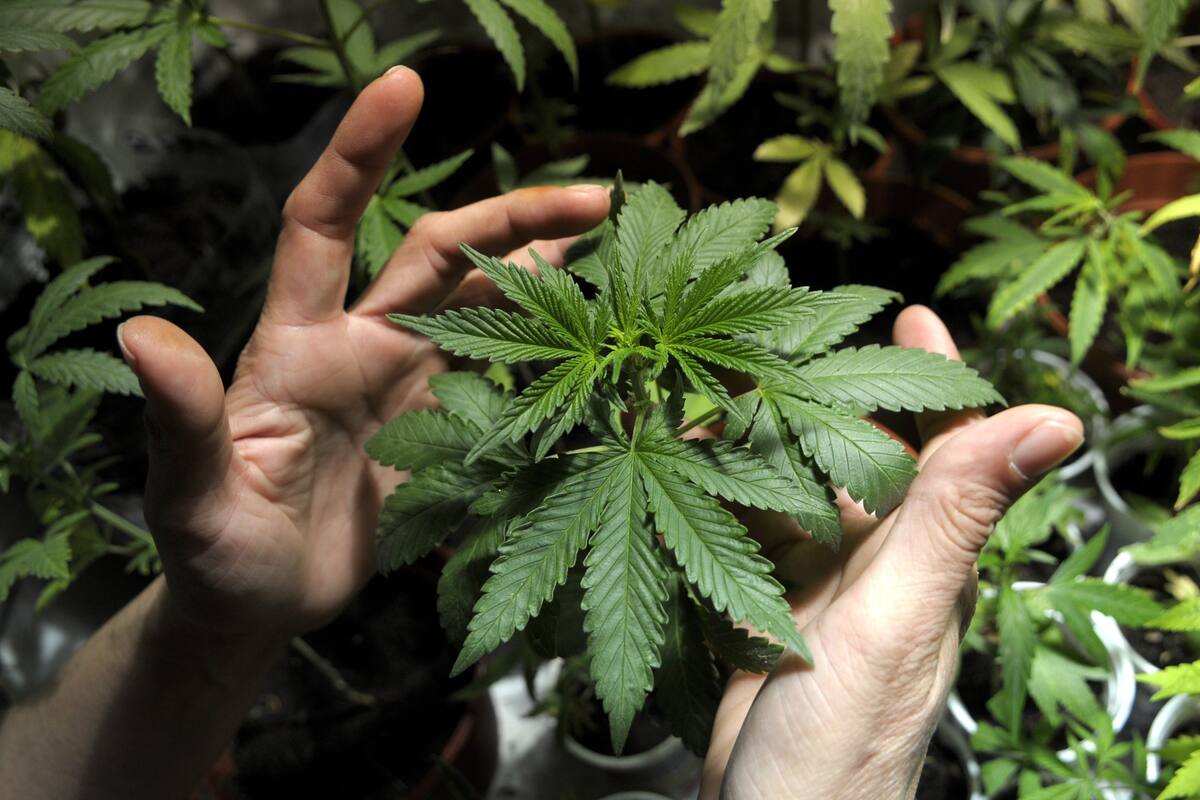 Desmiente Cofepris autorización para cultivo experimental de cannabis en Oaxaca