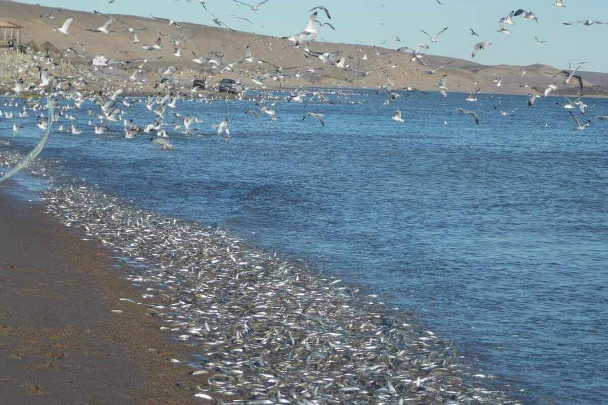 Mujeres realizan labores de monitoreo y protección de pejerrey en Golfo de Santa Clara