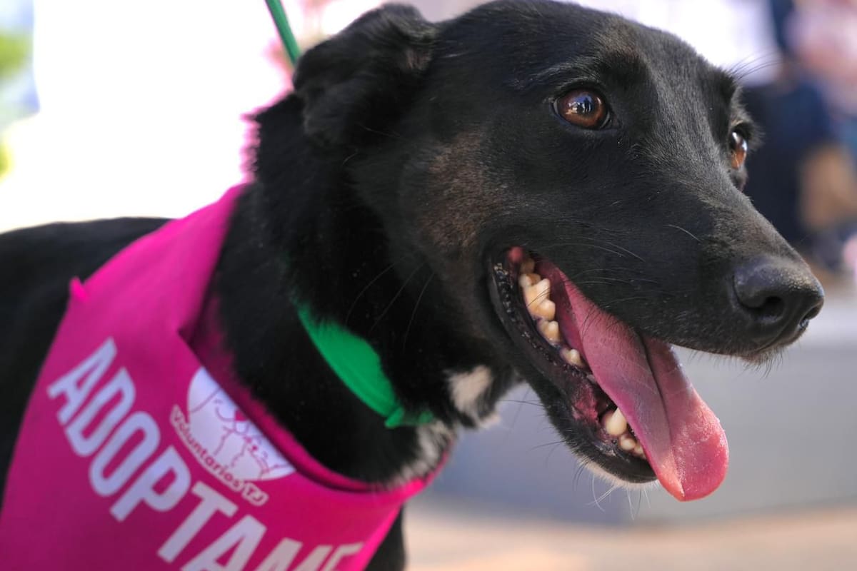 Hasta 8 años de prisión por maltrato animal en BC