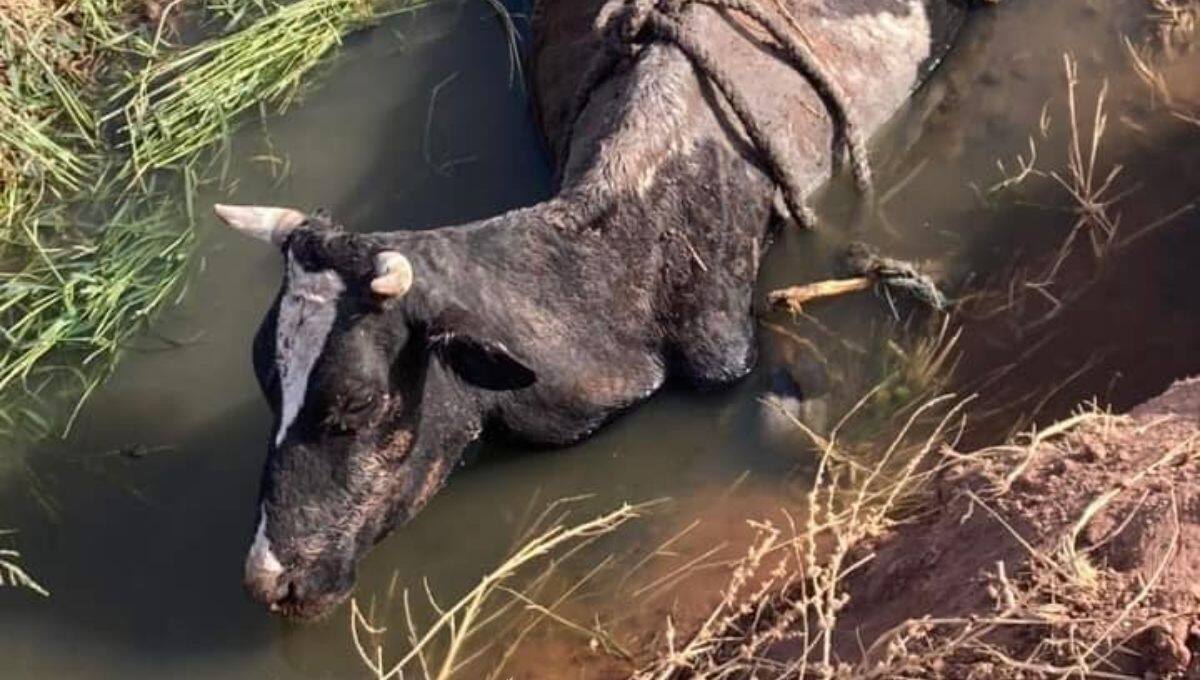 Vaca es rescatada de dren por vecinos