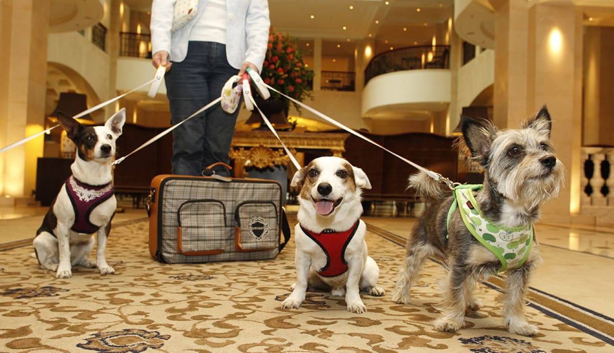 Hotel para perros. | BERLIN, GERMANY - JUNE 15: Dogs in a hotel on June 15, 2012 in Berlin, Germany. (Photo by Agency-Animal-Picture/Getty Images)