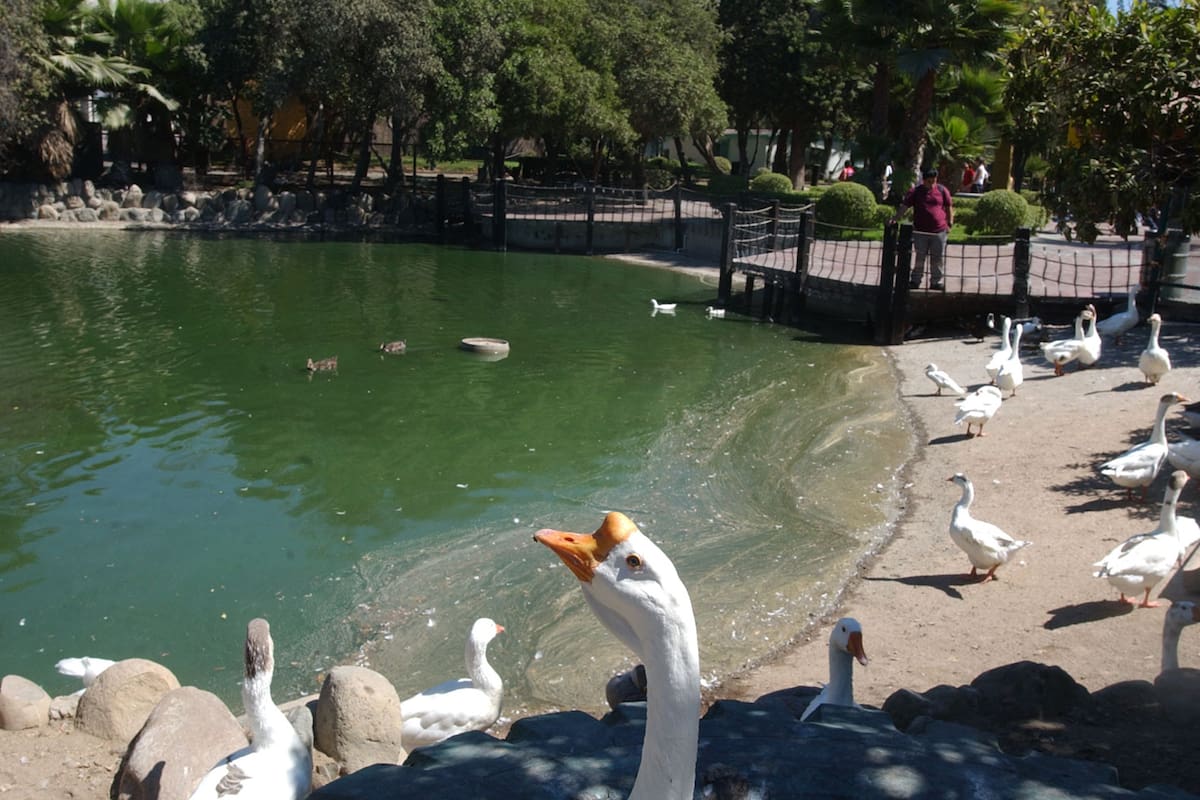 Ante escasez de agua, Simpatt tiene pozo para regar áreas verdes