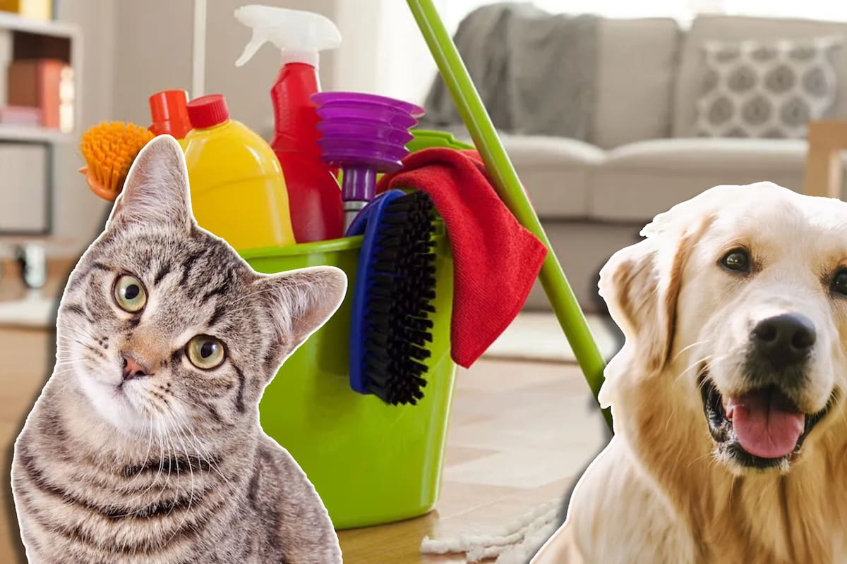 Guía definitiva para limpiar tu hogar sin dañar a tu mascota