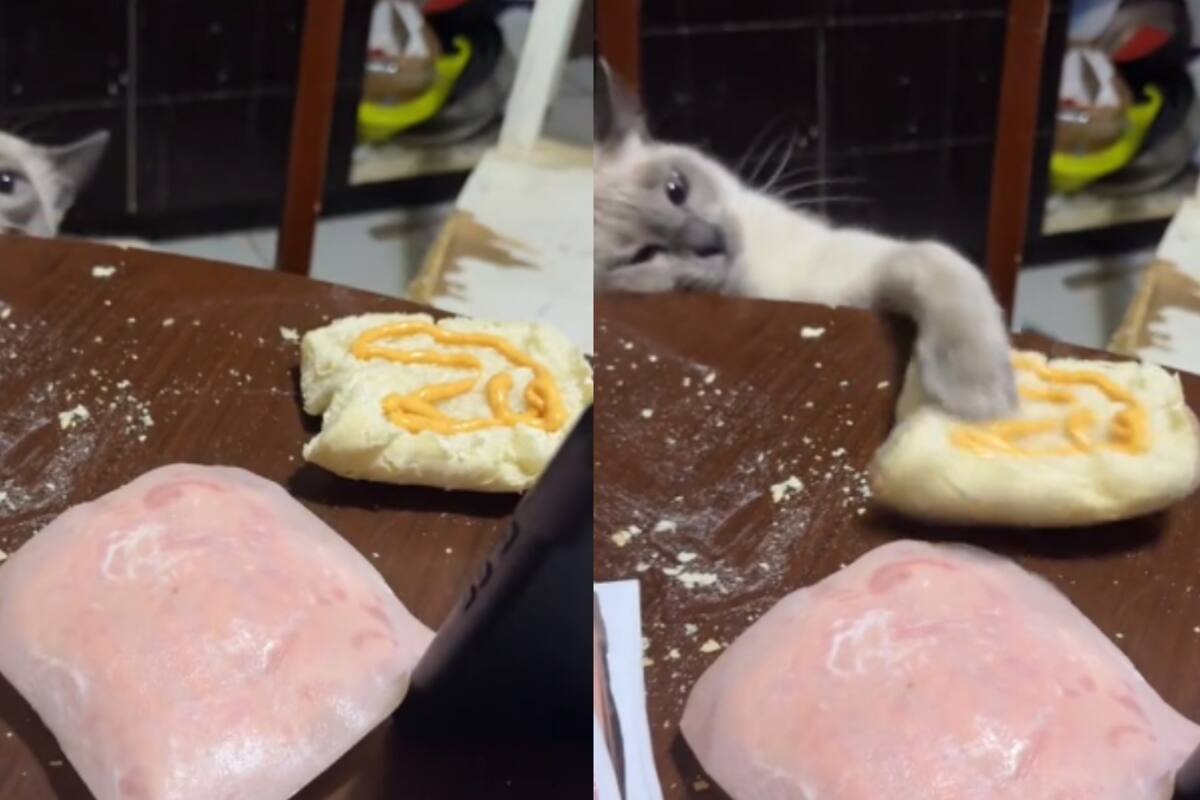 VIDEO: ¡gatito es atrapado intentando llevarse la comida de su dueño!