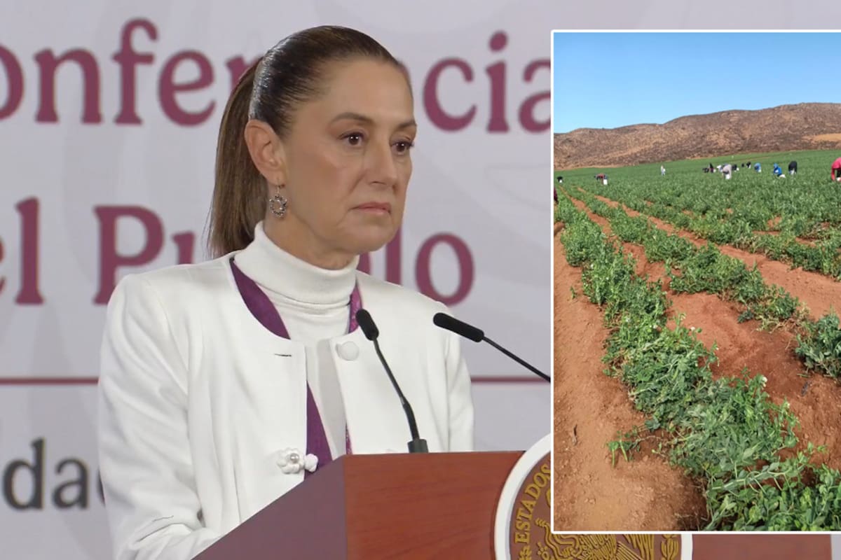 Anuncia Sheinbaum plan de justicia para jornaleros de San Quintín