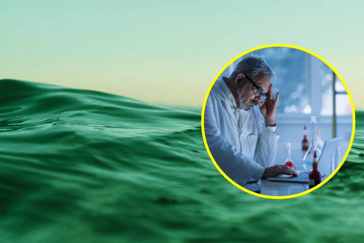 ¡Ya no es azul! El agua del mar se está volviendo verde por esta razón y los expertos están preocupados