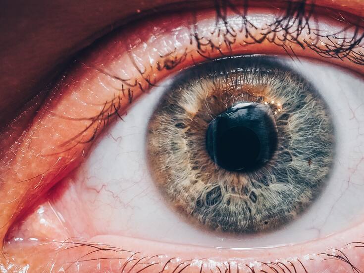 Descubren cómo revertir la pérdida de visión por envejecimiento: el papel clave de una enzima ocular