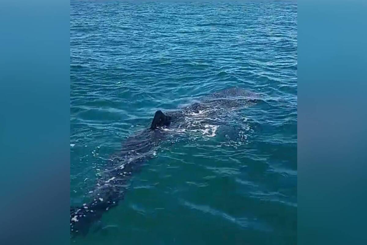 Avistan tiburón ballena en la bahía de Puerto Peñasco