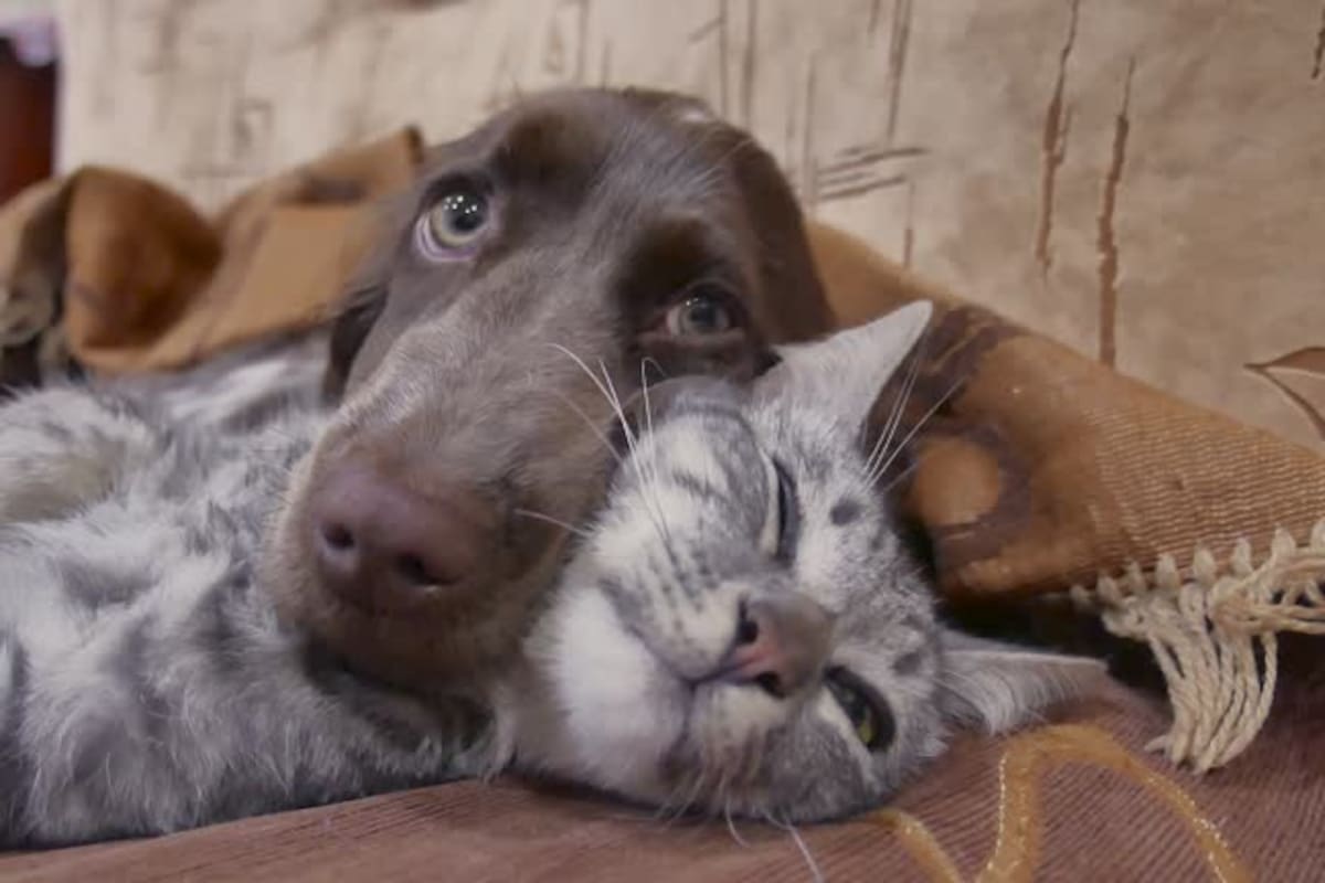 Tijuana invertirá 16 millones de pesos en la atención de perros y gatos