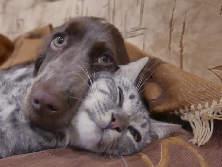 Caso de mascotas envenenadas en Guanajuato: inicia investigación para dar con responsables de la intoxicación de casi 30 perros y gatos en San José Iturbide, “No habrá impunidad” dice la gobernadora