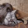 Aprende a reconocer una asfixia en perros y gatos, cómo revisar su boca de forma segura y cuándo acudir de inmediato a urgencias veterinarias