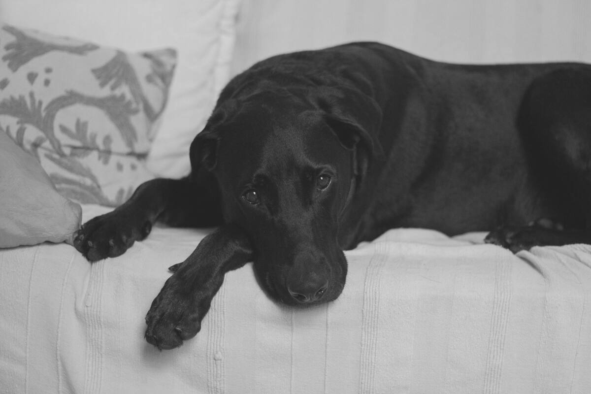 Perros huelen estrés de sus dueños y esto los hace sentir tristes, sugiere estudio