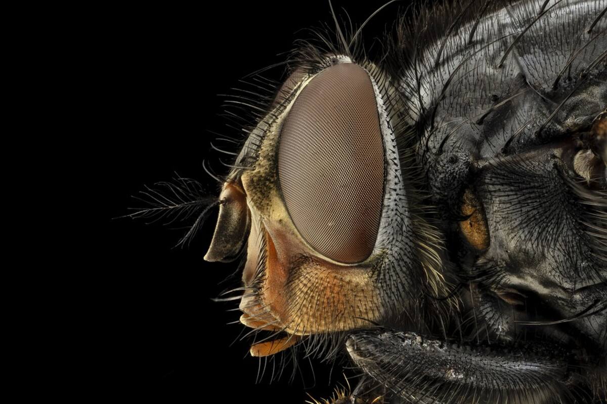 Científicos indican que no ocurrirá un “apocalipsis” de insectos