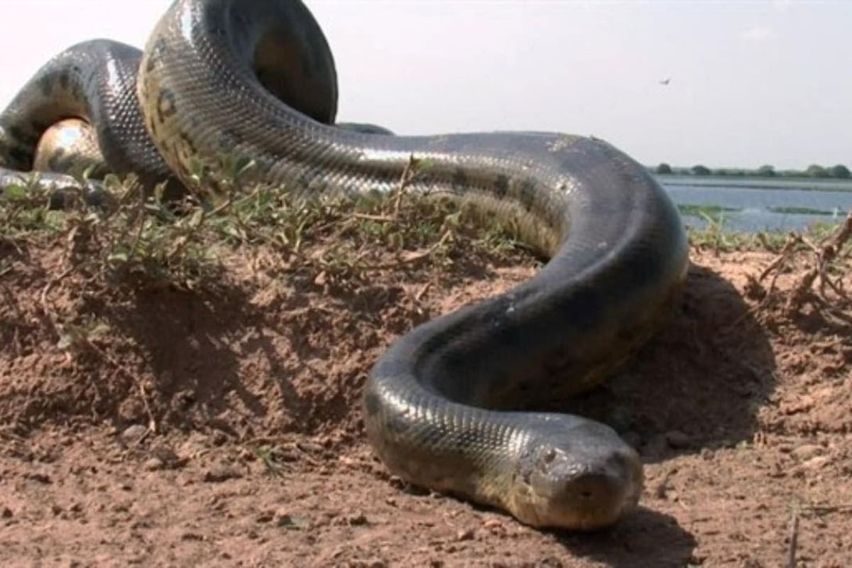 Anaconda sale del agua y bañistas gritan atemorizados