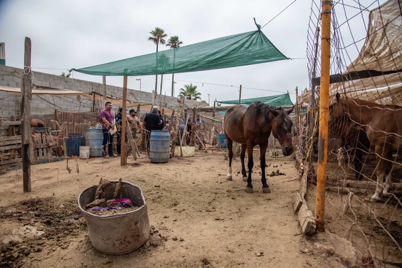 Dos caballos fueron rescatados por autoridades estatales y municipales tras detectarse que presentaban desnutrición y otros problemas de salud durante un operativo en Playa Hermosa, Ensenada. Foto: Border Zoom.