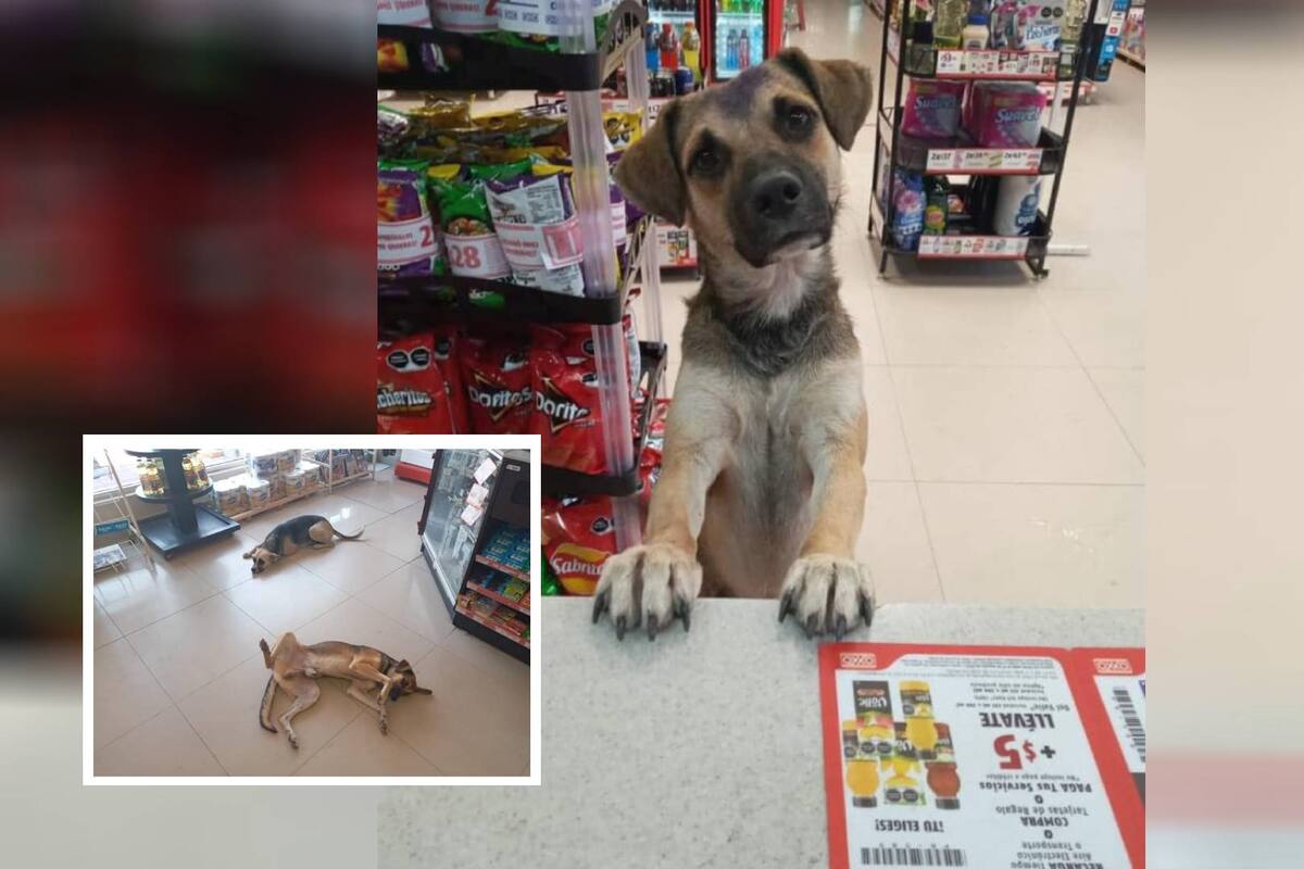 Negocios abren sus puertas a perros para protegerse del calor