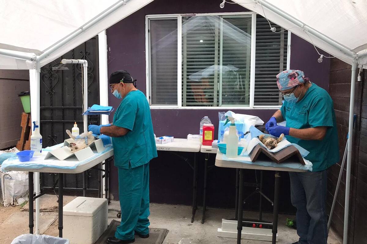 Realizan jornada de esterilización de mascotas en Rosarito