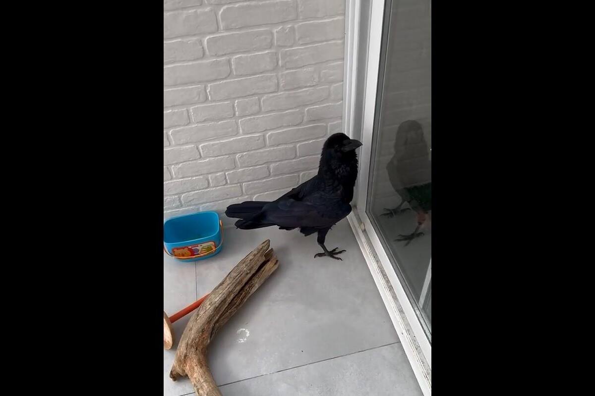 TIKTOK VIDEO: Cuervo se vuelve viral al decir "hola" a sus dueños