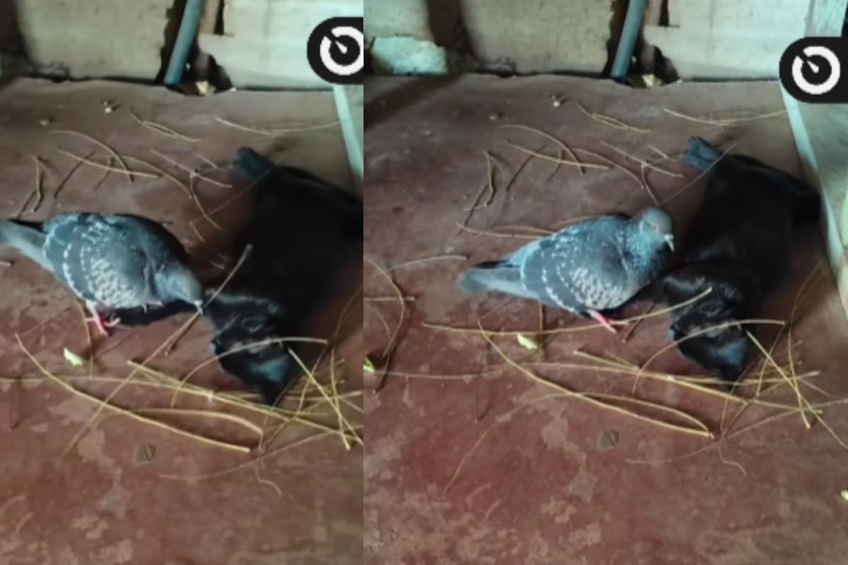 Paloma se vuelve viral por ayudar a una gata embarazada a hacer su nido