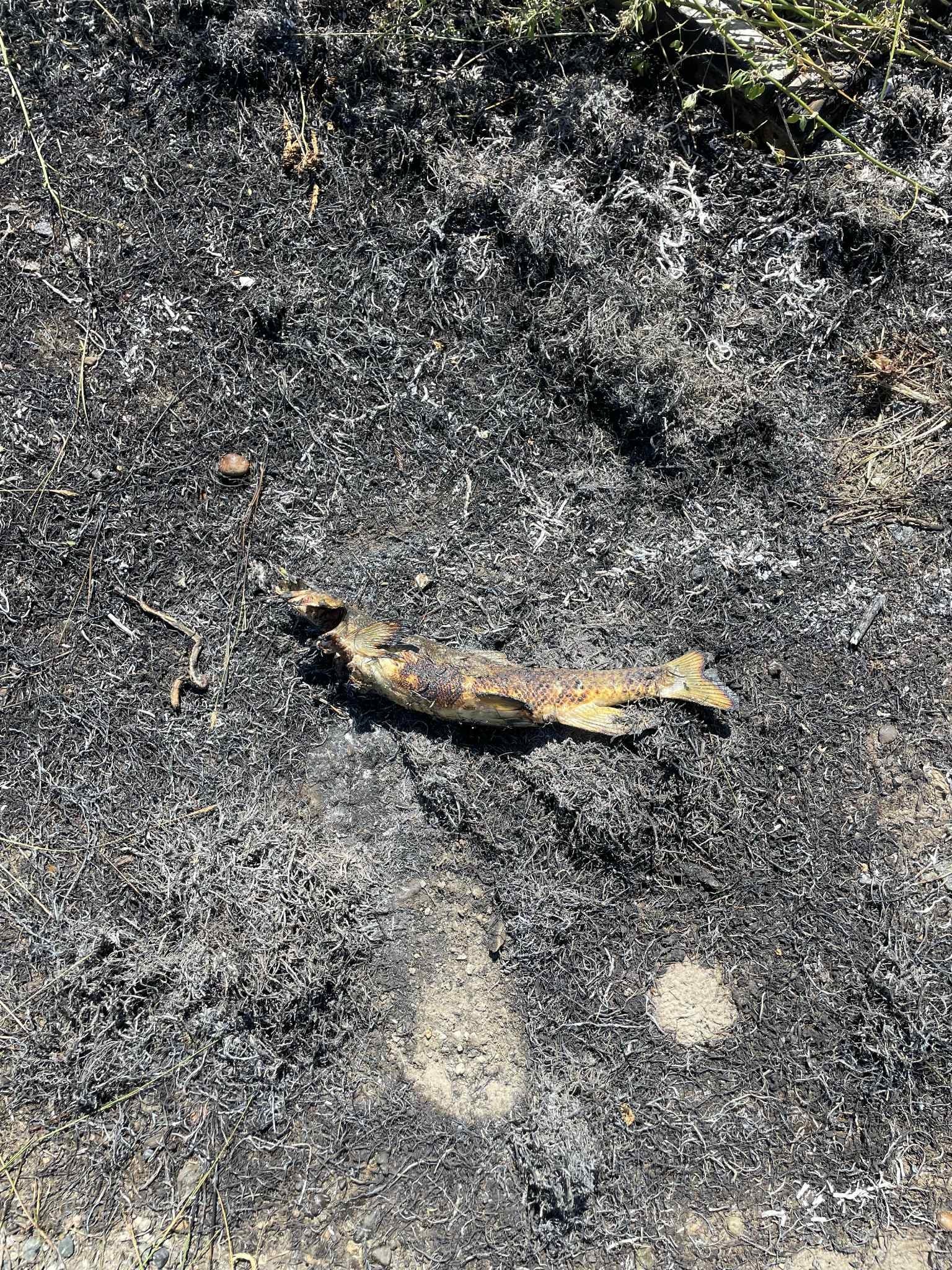 Foto: Ashcroft Fire Rescue.