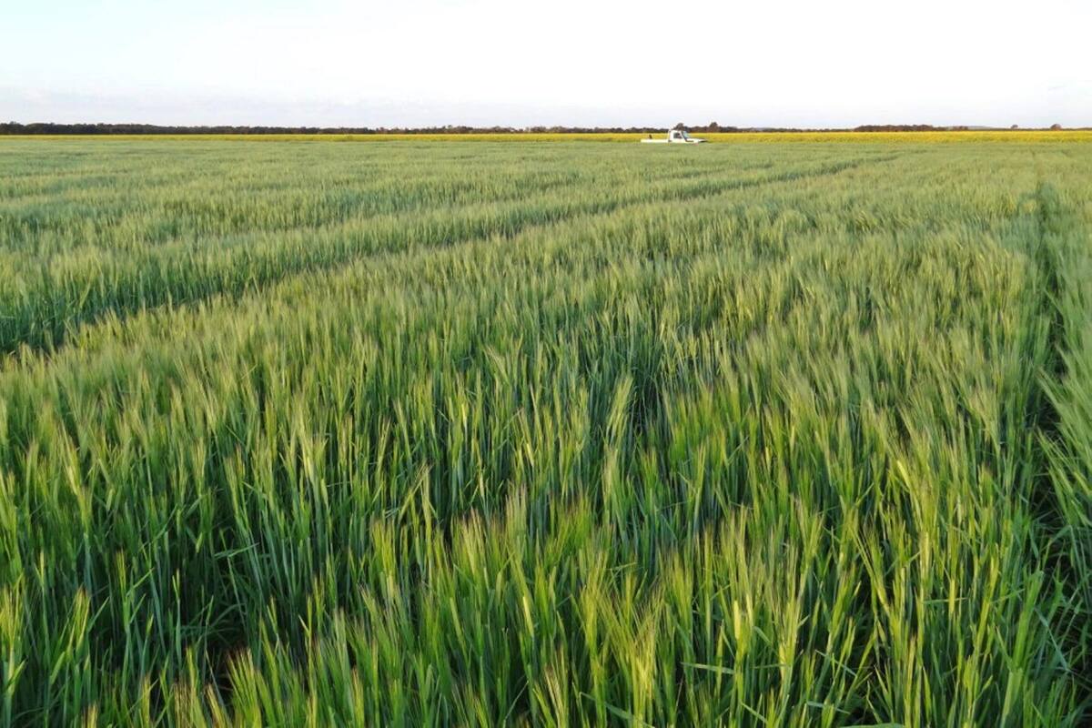 Faltan horas frío al trigo en el Valle del Yaqui