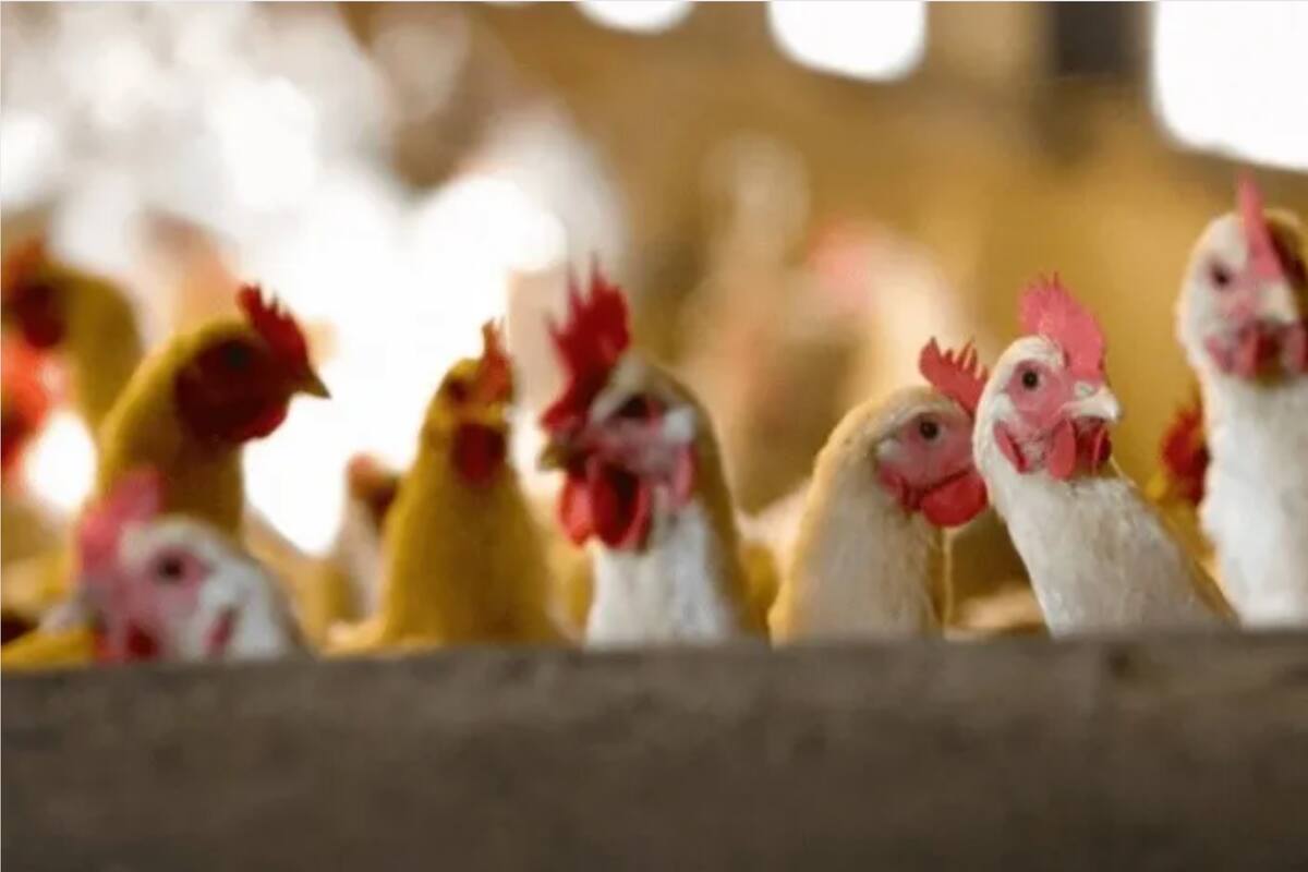 Gripe aviar en Sonora: Solicitan 11 productores vacunación de sus aves