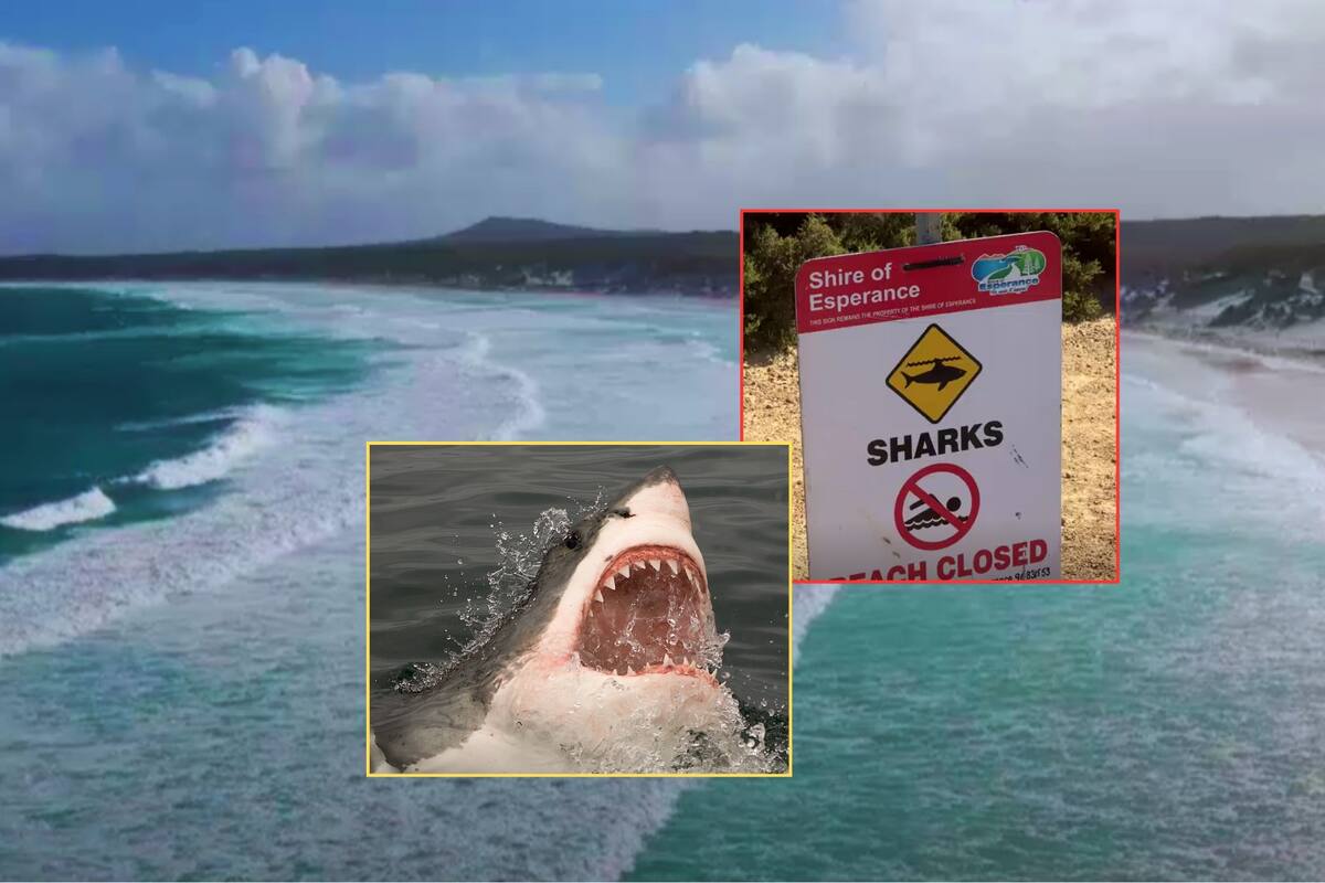 Surfista australiano desaparecido tras brutal ataque de tiburón es dado por muerto por la policía