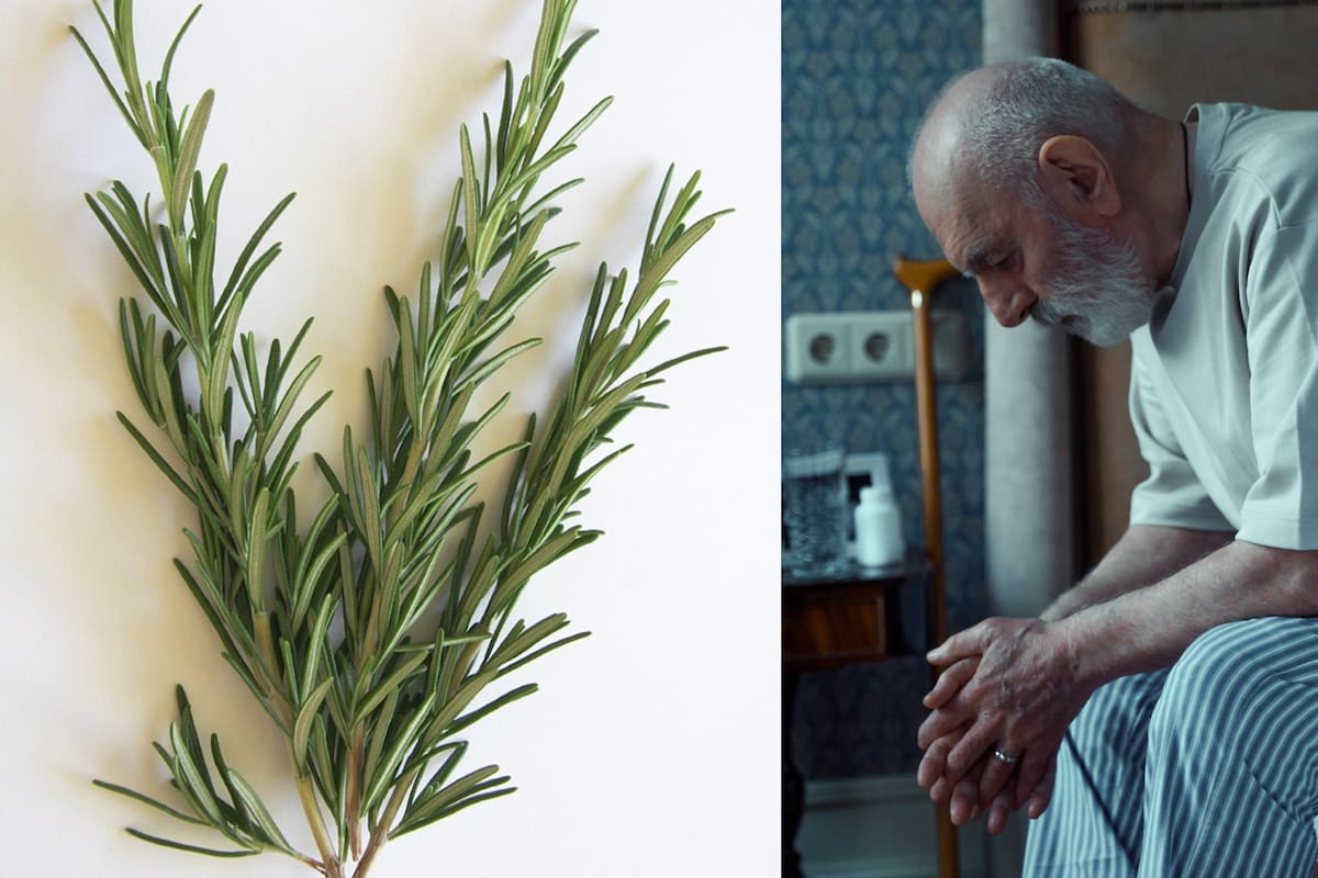 ¿Quieres vivir más? Incluir romero en tu dieta podría ayudarte