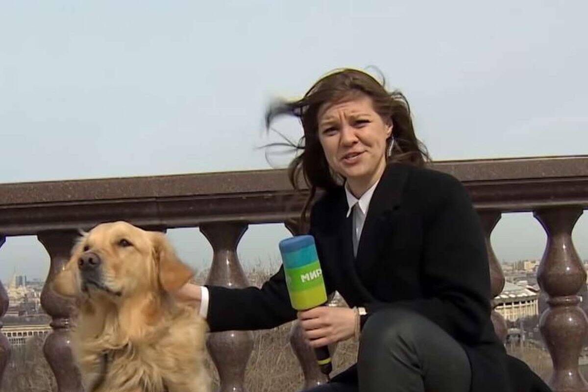 Perro roba micrófono y escena durante transmisión de TV rusa