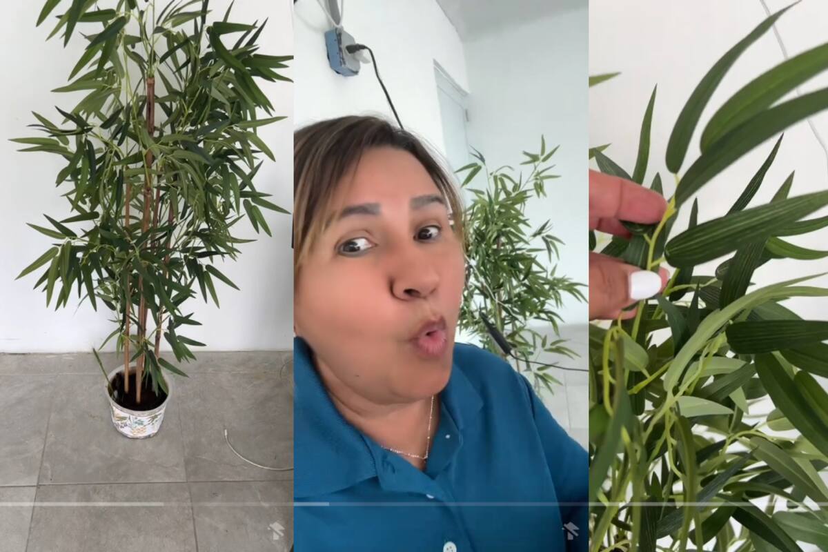 VIRAL | Mujer riega una planta por cuatro años, ¡pero luego descubre que es artificial!
