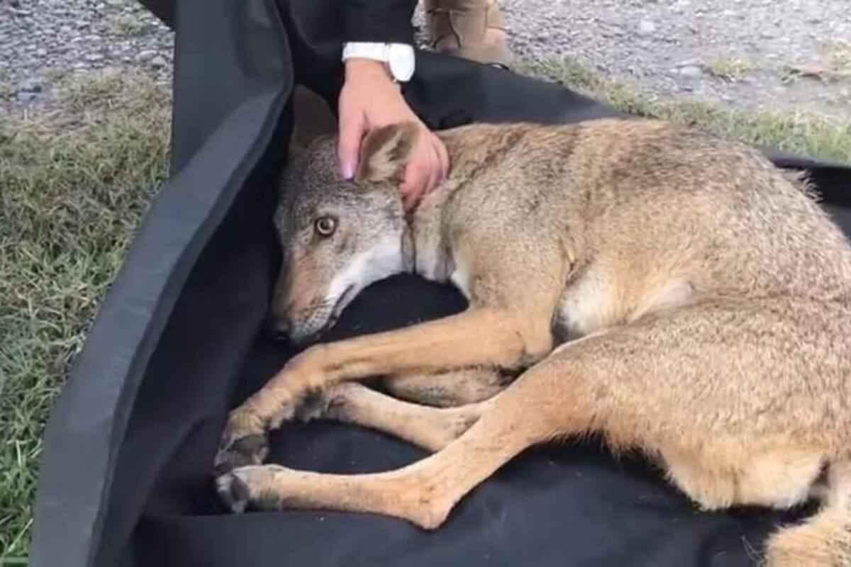 Muere "Pancho", coyote rescatado y confundido con perro