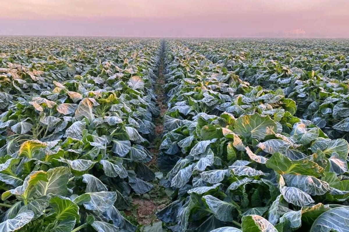 Sectores productivos de Sonora prevén crecimiento económico moderado de entre 1 y 2% en 2026