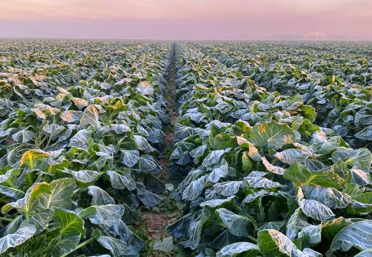 En los campos de la Costa de Hermosillo se observaron cultivos de hortalizas como repollo y chiles, que resultaron afectados por las bajas temperaturas. FOTO: ESPECIAL