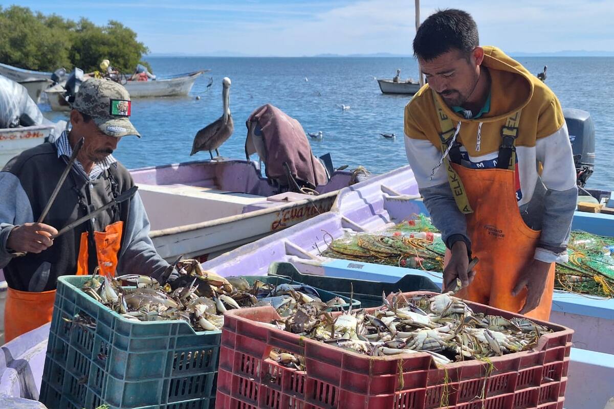 Jaiba “salva” la temporada a pescadores de Yavaros